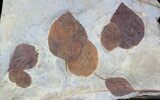 Epic Paleocene Fossil Leaf Association - Species #37198-1
